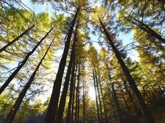 -塞罕坝国家级自然保护区