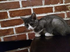 -猫友咖啡店(玉林西路店)