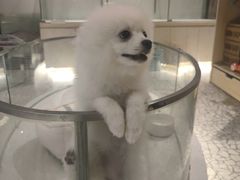 -momokira米努特·德文卷毛猫·棉花面纱犬