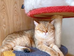 -猫腻·猫咖·撸猫馆(星光大道店)