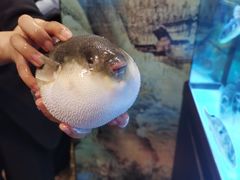 -肆月河豚·淮扬菜·湘菜(华天店)