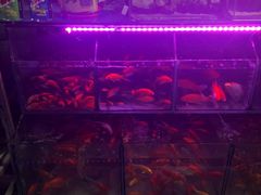 -曲阳花鸟市场(曲阳路店)