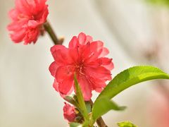 -桃花涧