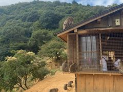 -岚山猴子公园