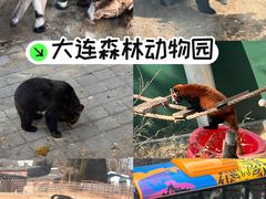 -大连森林动物园