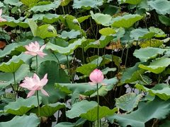 -荔湾湖公园