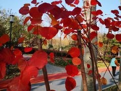 -大兴滨河森林公园