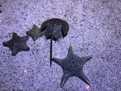 -暹罗海洋世界