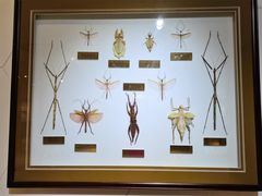 -上海昆虫博物馆