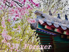 -桃花堤公园