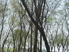 -丁香湖公园