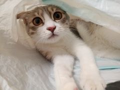 -谐和益家动物医院·免疫绝育·血液透析·宠保定点医院(高新伊藤分院)