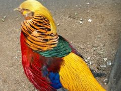 -石家庄市动物园