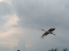 -盐城丹顶鹤湿地生态旅游区