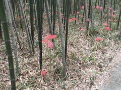 -杭州双溪漂流景区
