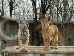 -北京野生动物园