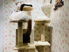 -猫小院猫主题餐厅(三里屯店)