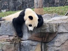 -都江堰中华大熊猫苑