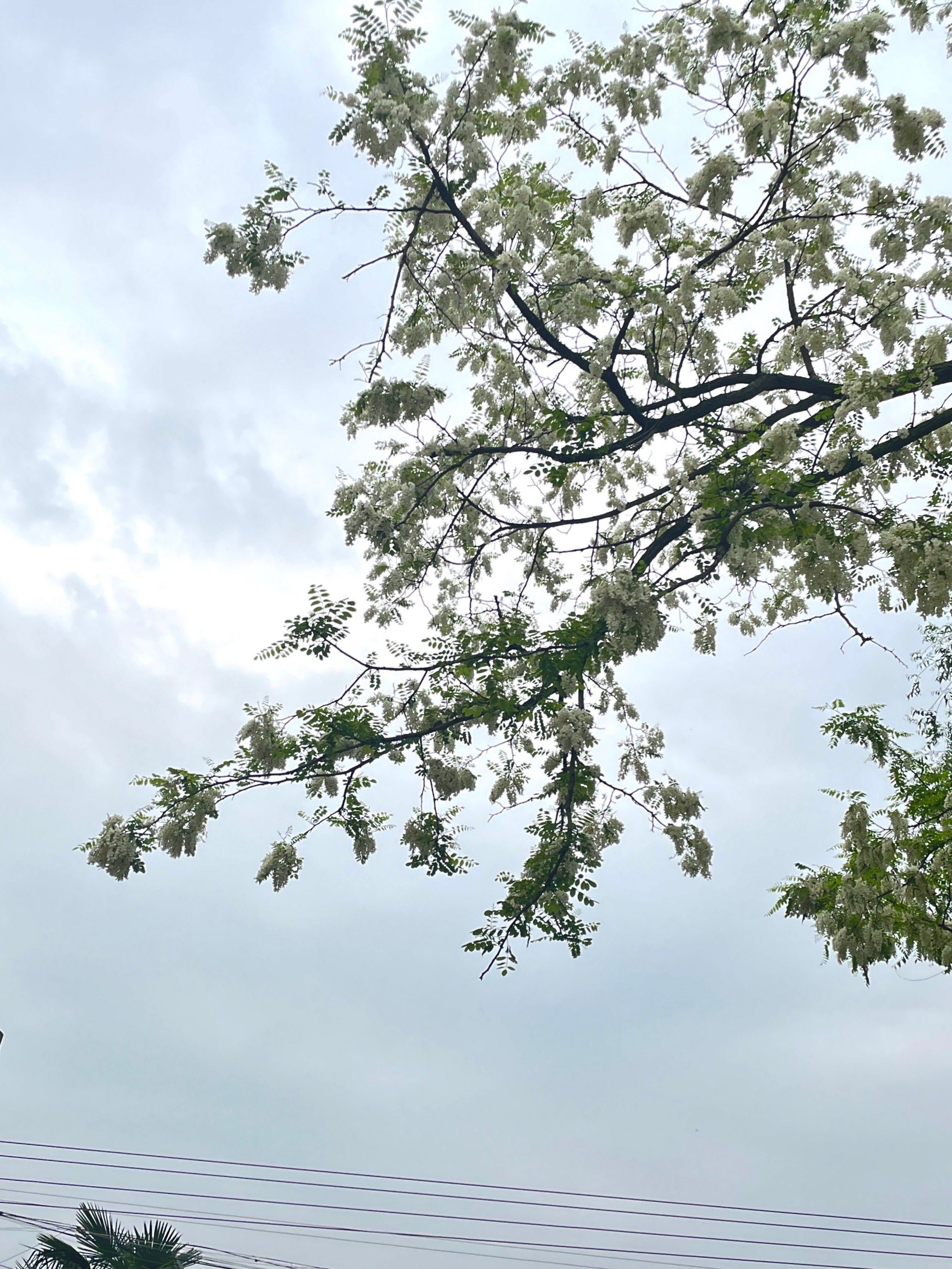 又香又美的无名花