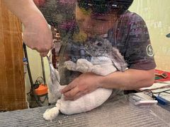 -宠物兔专门店(天丰利市场店)