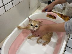 -熊小胖宠物生活馆(天华园店)