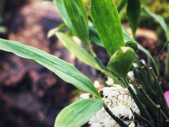 -国家植物园南园