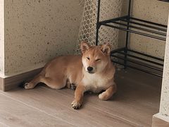 -翊宠yipet猫狗购宠庄园犬舍•猫舍