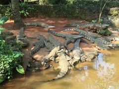 -海南热带野生动植物园