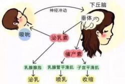 -艾宝贝产后修复中心(西红门店)