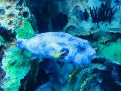 -珠海长隆海洋王国