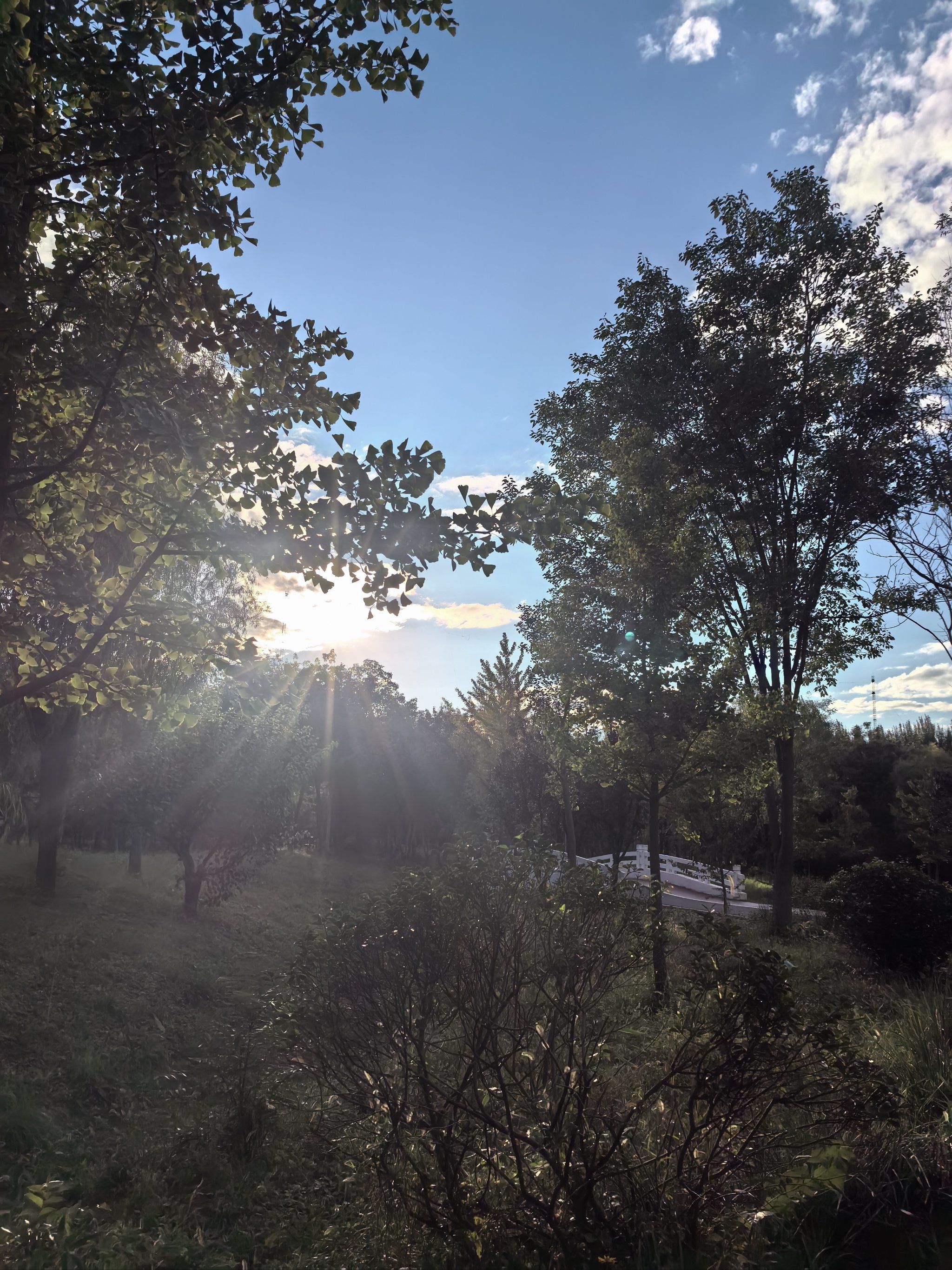 清晨的自然气息