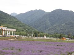 -曲江薰衣草庄园