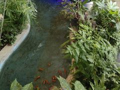 -绿雪芽白茶(浙大华家池校区凯旋路店)