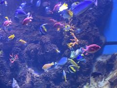 -芜湖新华联大白鲸海洋公园