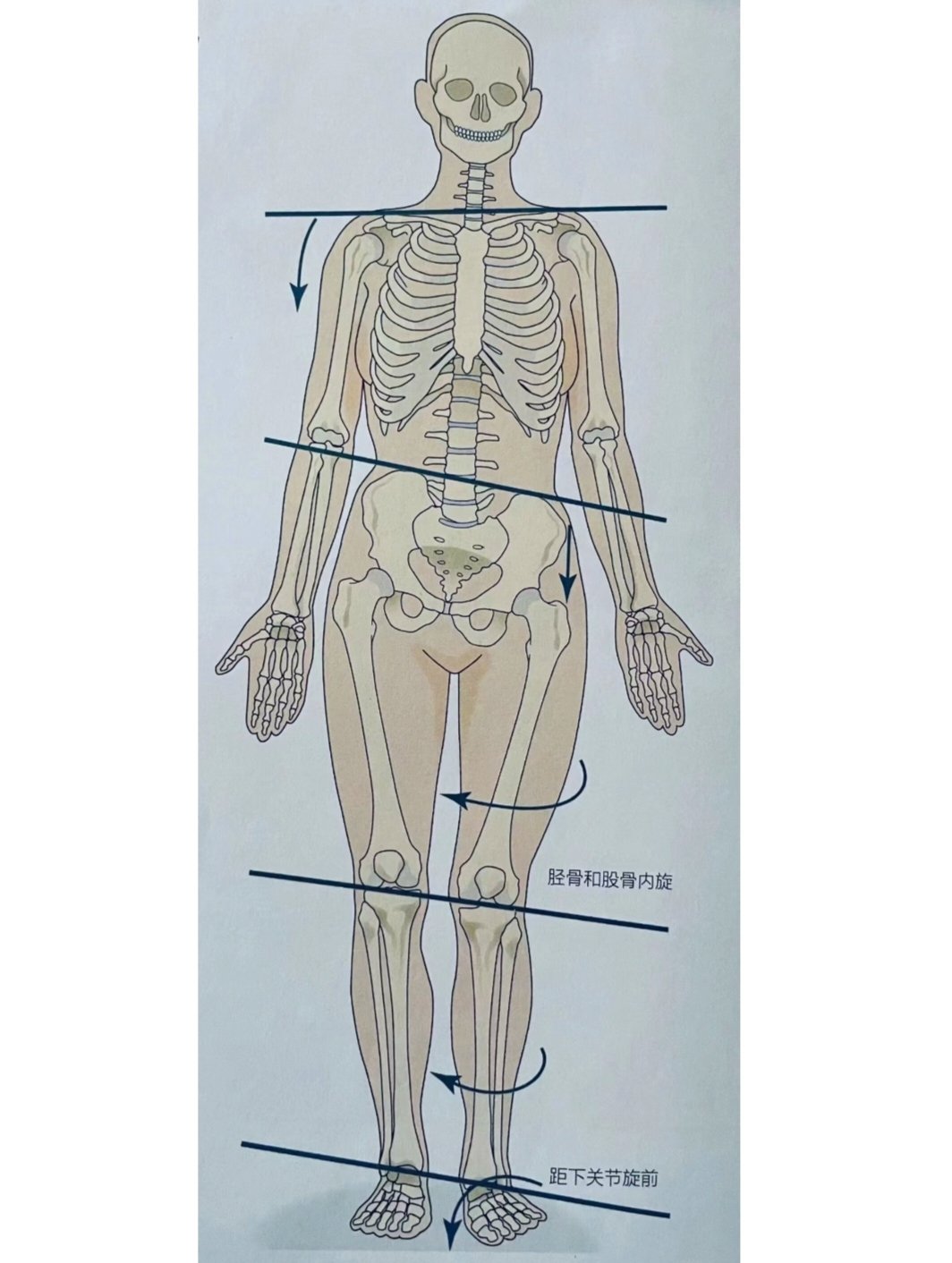 体态调整