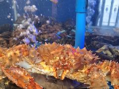 -望海臻鲜·海鲜餐厅