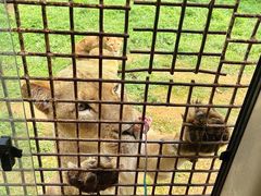 -贵州森林野生动物园