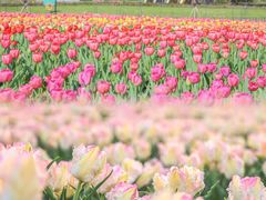 -荷兰花海