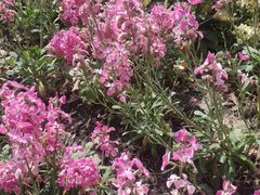 -喜来稀肉(北外滩白玉兰广场店)