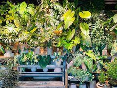 -自由生长植物工作室(深港花卉中心店)