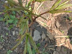 -黑龙江省森林植物园
