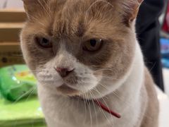 -伟伟宠物医院·CT影像中心·瑞派犬猫综合性门诊(汉口总院)