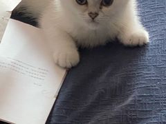 -lincat·猫舍(广州店)