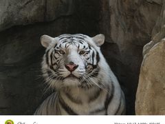 -麒麟中餐厅·经典粤菜·地道菜式老字号(广州长隆酒店)