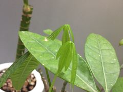 -桂林市花鸟市场