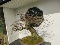 -香雪海