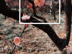 -梅花山(明孝陵内)