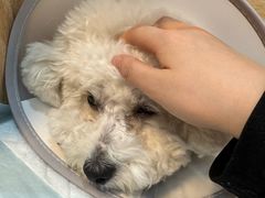 -恒幸动物医院·急重症转诊中心·神经内外科·CT核磁