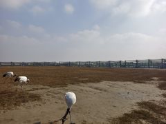 -盐城丹顶鹤湿地生态旅游区