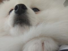 -怪兽屋·羊驼·猫咖·狗咖(俊华广场店)